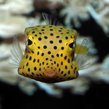 Mořská akvária brněnské zoo odkrývají další poklady: havýše, mořské krabice, které neumějí plavat